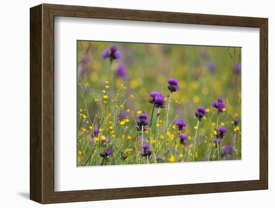 Flowering Meadow with Thistles (Cirsium Rivulare) and Buttercups (Ranunculus) Poloniny Np, Slovakia-Wothe-Framed Photographic Print