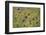 Flowering Meadow with Thistles (Cirsium Rivulare) and Buttercups (Ranunculus) Poloniny Np, Slovakia-Wothe-Framed Photographic Print