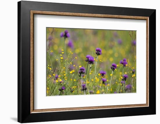 Flowering Meadow with Thistles (Cirsium Rivulare) and Buttercups (Ranunculus) Poloniny Np, Slovakia-Wothe-Framed Photographic Print