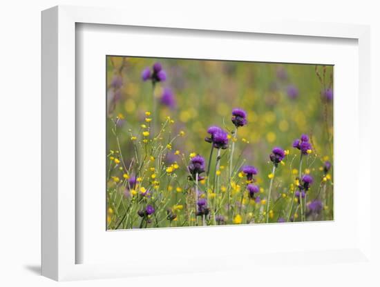 Flowering Meadow with Thistles (Cirsium Rivulare) and Buttercups (Ranunculus) Poloniny Np, Slovakia-Wothe-Framed Photographic Print