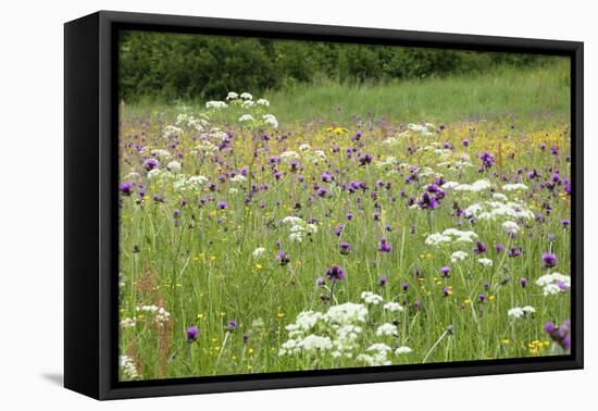 Flowering Meadow with Thistles (Cirsium Rivulare) Poloniny Np, Western Carpathians, Slovakia-Wothe-Framed Premier Image Canvas