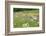 Flowering Meadow with Thistles (Cirsium Rivulare) Poloniny Np, Western Carpathians, Slovakia-Wothe-Framed Photographic Print