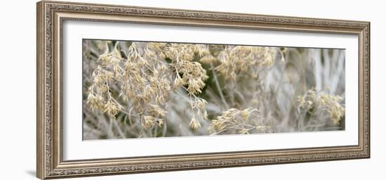 Flowering Meadow-Nicole Katano-Framed Photo