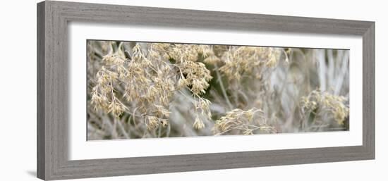 Flowering Meadow-Nicole Katano-Framed Photo