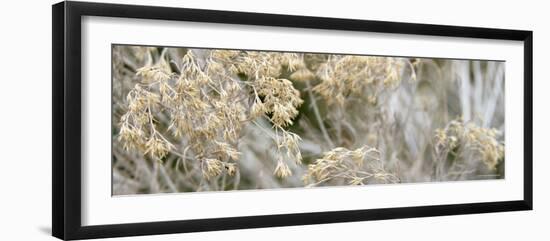 Flowering Meadow-Nicole Katano-Framed Photo