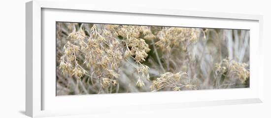 Flowering Meadow-Nicole Katano-Framed Photo