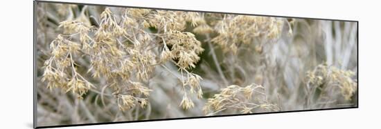 Flowering Meadow-Nicole Katano-Mounted Photo