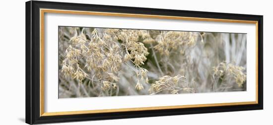 Flowering Meadow-Nicole Katano-Framed Photo