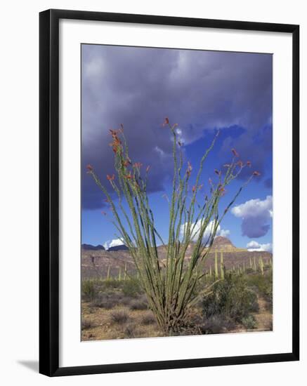 Flowering Ocotillo with Saguaro, Organ Pipe Cactus National Monument, Arizona, USA-Jamie & Judy Wild-Framed Photographic Print