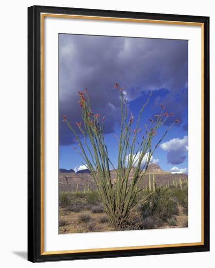 Flowering Ocotillo with Saguaro, Organ Pipe Cactus National Monument, Arizona, USA-Jamie & Judy Wild-Framed Photographic Print
