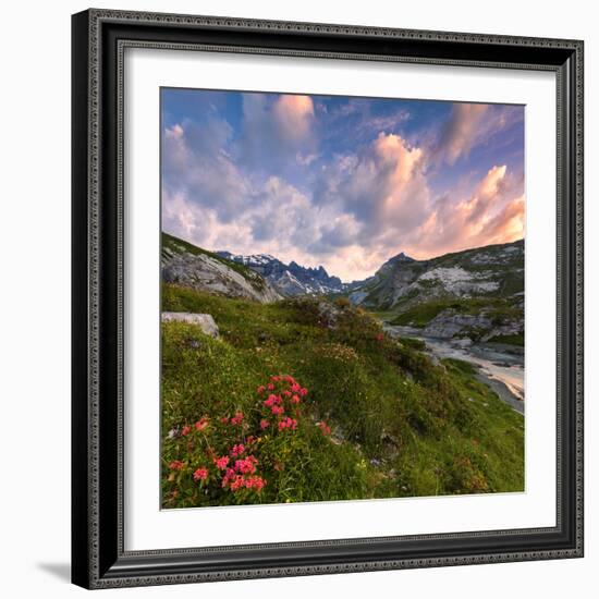 Flowering of rhododendrons at sunrise, Unterer Segnesboden, Flims, District of Imboden, Switzerland-Francesco Bergamaschi-Framed Photographic Print