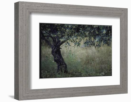 Flowering Olive Tree Growing in a Field-Paul Schutzer-Framed Photographic Print