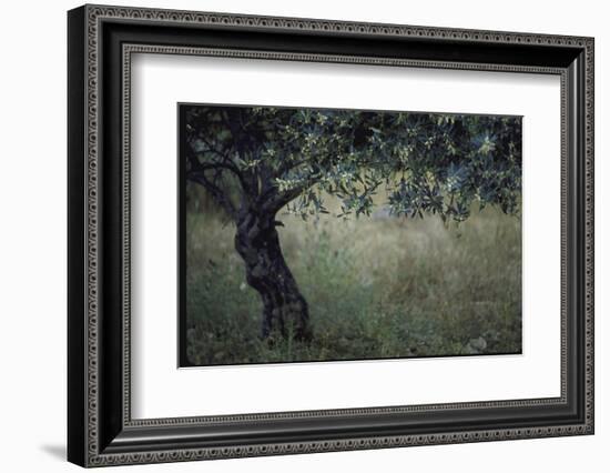 Flowering Olive Tree Growing in a Field-Paul Schutzer-Framed Photographic Print