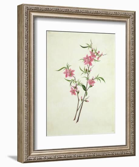 Flowering Peach, c.1800-1840-null-Framed Giclee Print