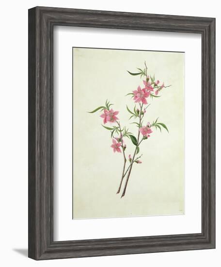Flowering Peach, c.1800-1840-null-Framed Giclee Print