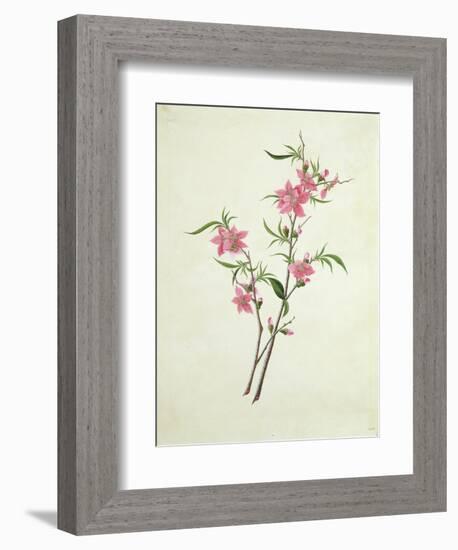 Flowering Peach, c.1800-1840-null-Framed Giclee Print