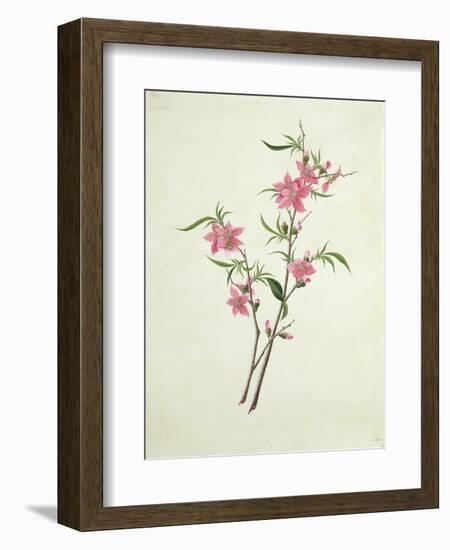 Flowering Peach, c.1800-1840--Framed Giclee Print