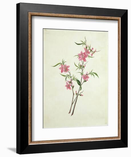 Flowering Peach, c.1800-1840--Framed Giclee Print
