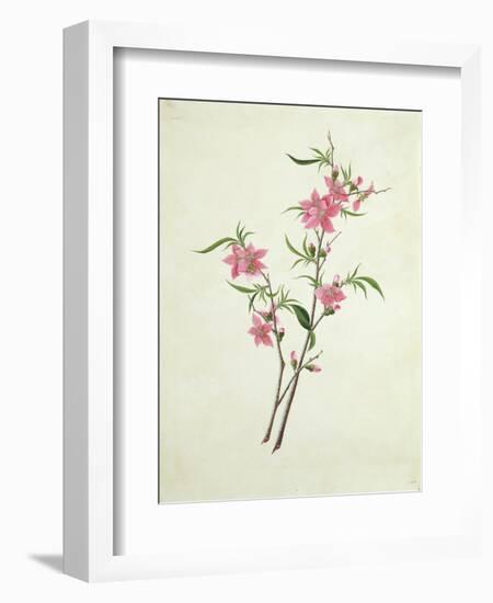 Flowering Peach, c.1800-1840-null-Framed Giclee Print