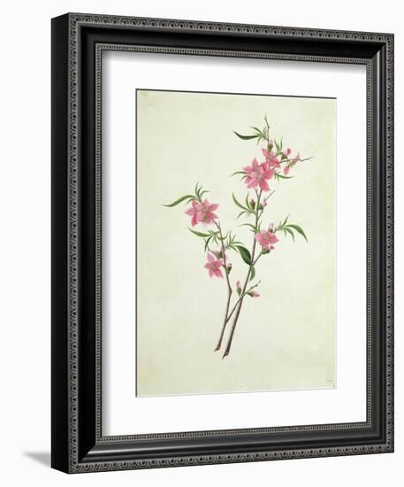 Flowering Peach, c.1800-1840-null-Framed Giclee Print