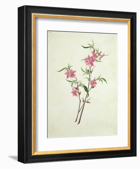 Flowering Peach, c.1800-1840-null-Framed Giclee Print