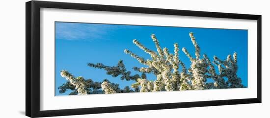 Flowering Pear Tree Number 2-Steve Gadomski-Framed Photographic Print