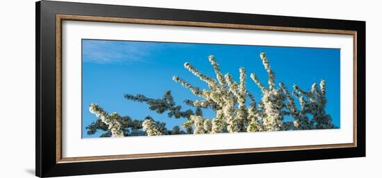 Flowering Pear Tree Number 2-Steve Gadomski-Framed Photographic Print