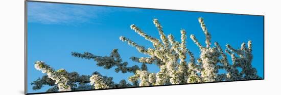 Flowering Pear Tree Number 2-Steve Gadomski-Mounted Photographic Print