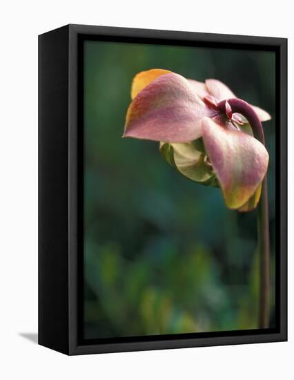 Flowering Pitcher Plant in a Bog, Cherry Pond, Pondicherry National Wildlife Refuge-Jerry & Marcy Monkman-Framed Premier Image Canvas