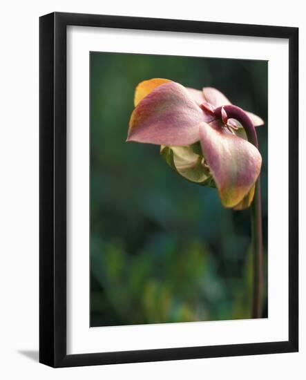 Flowering Pitcher Plant in a Bog, Cherry Pond, Pondicherry National Wildlife Refuge-Jerry & Marcy Monkman-Framed Photographic Print