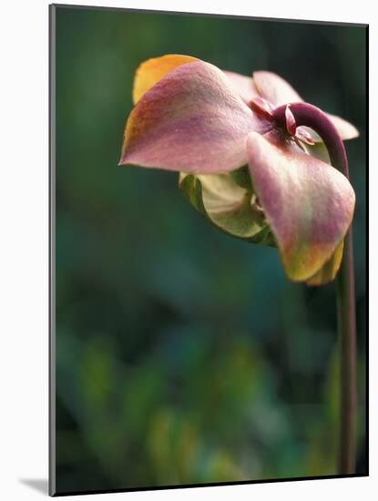 Flowering Pitcher Plant in a Bog, Cherry Pond, Pondicherry National Wildlife Refuge-Jerry & Marcy Monkman-Mounted Photographic Print