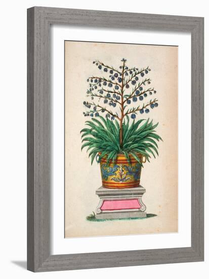 Flowering Plant, from 'Phytographia Curiosa', Published 1702 (Coloured Engraving)-Abraham Munting-Framed Giclee Print