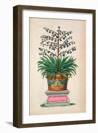 Flowering Plant, from 'Phytographia Curiosa', Published 1702 (Coloured Engraving)-Abraham Munting-Framed Giclee Print