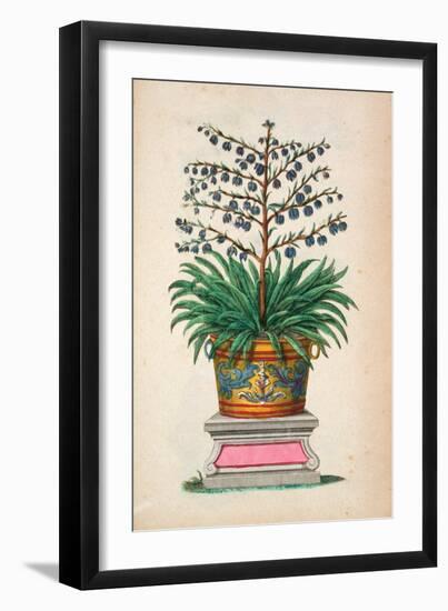 Flowering Plant, from 'Phytographia Curiosa', Published 1702 (Coloured Engraving)-Abraham Munting-Framed Giclee Print