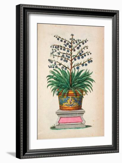 Flowering Plant, from 'Phytographia Curiosa', Published 1702 (Coloured Engraving)-Abraham Munting-Framed Giclee Print