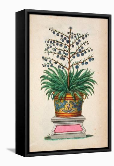 Flowering Plant, from 'Phytographia Curiosa', Published 1702 (Coloured Engraving)-Abraham Munting-Framed Premier Image Canvas