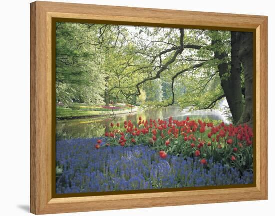 Flowering Plants in a Garden-null-Framed Premier Image Canvas