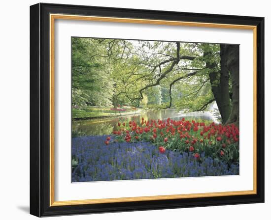 Flowering Plants in a Garden-null-Framed Photographic Print