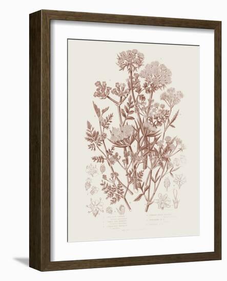 Flowering Plants IV Brown Crop-Wild Apple Portfolio-Framed Art Print