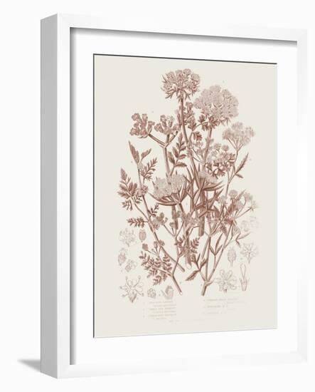 Flowering Plants IV Brown Crop-Wild Apple Portfolio-Framed Art Print