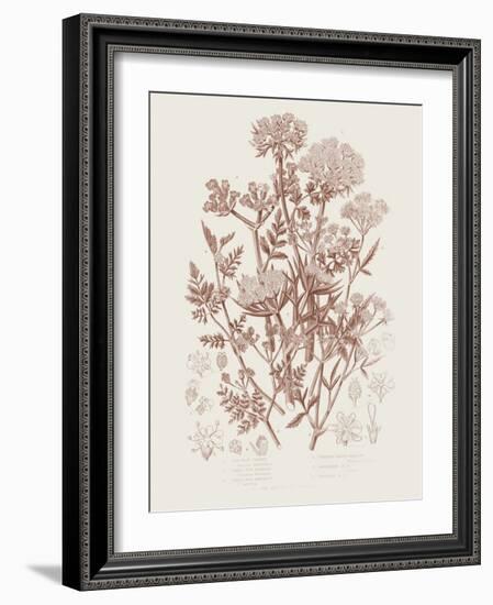 Flowering Plants IV Brown Crop-Wild Apple Portfolio-Framed Art Print