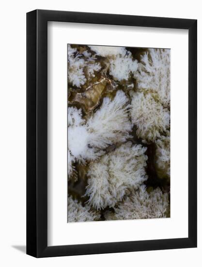 Flowering Plume Agate, Quartzsite, Arizona-Darrell Gulin-Framed Photographic Print