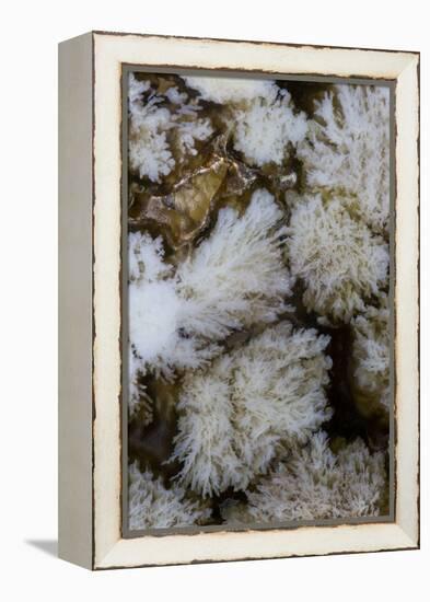 Flowering Plume Agate, Quartzsite, Arizona-Darrell Gulin-Framed Premier Image Canvas