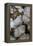 Flowering Plume Agate, Quartzsite, Arizona-Darrell Gulin-Framed Premier Image Canvas