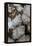 Flowering Plume Agate, Quartzsite, Arizona-Darrell Gulin-Framed Premier Image Canvas