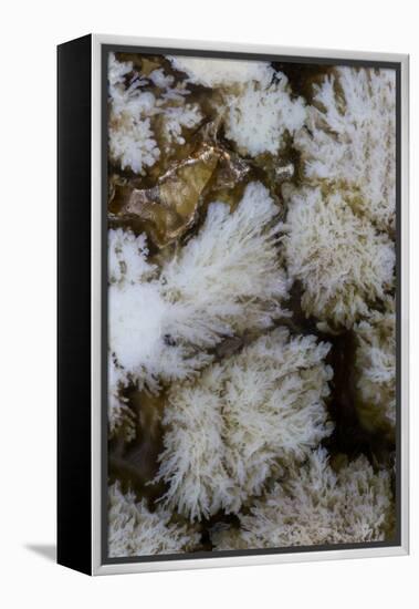 Flowering Plume Agate, Quartzsite, Arizona-Darrell Gulin-Framed Premier Image Canvas