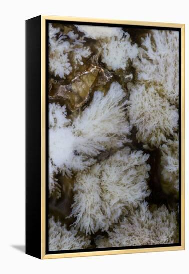 Flowering Plume Agate, Quartzsite, Arizona-Darrell Gulin-Framed Premier Image Canvas