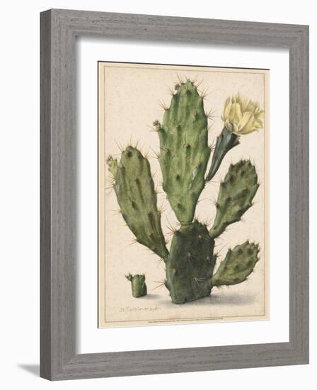 Flowering Prickly Pear Cactus, 1683-Herman Saftleven-Framed Art Print