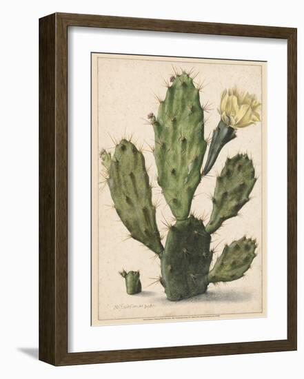 Flowering Prickly Pear Cactus, 1683-Herman Saftleven-Framed Art Print