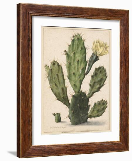 Flowering Prickly Pear Cactus, 1683-Herman Saftleven-Framed Art Print